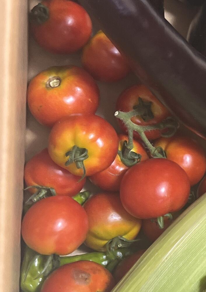 収穫した完熟トマト